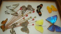 Поднос винтажный с гербарием и бабочками (Y671)