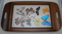 Поднос винтажный с гербарием и бабочками (Y671)
