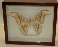 Бабочка коллекционная Attacus atlas (W983)