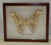 Бабочка коллекционная Attacus atlas (W983)