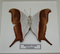 Бабочка Marpesia coresia (M740)