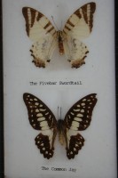 Бабочки в рамке энтомологическая коллекция (X695)