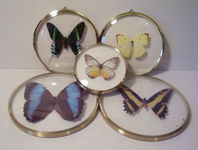 Коллекция бабочек в стеклянных рамках 5шт. (E382)