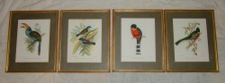 Гравюры старинные Птицы 4 шт. (Y119)