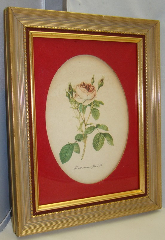 Принт старинный картина Роза (M100)