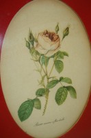 Принт старинный картина Роза (M100)