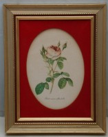 Принт старинный картина Роза (M100)