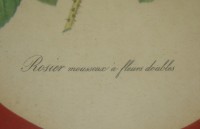 Принт старинный картина Роза (M100)