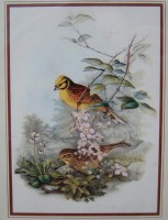 Плакетки винтажные Птицы 3 шт. (Y231)