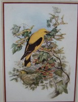 Плакетки винтажные Птицы 3 шт. (Y231)