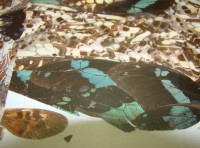 Картина - аппликация из крылышек бабочек Попугаи (M428)