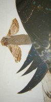 Картина - аппликация из крылышек бабочек Попугаи (M428)