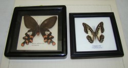 Бабочки в рамках (M429)
