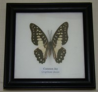 Бабочки в рамках (M429)