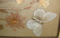 Плакетка - композиция из сухоцветов и бабочки (X826)